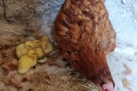 The hen and the ducklings
