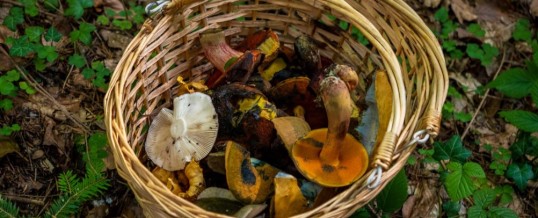 October in a rural house next to Barcelona